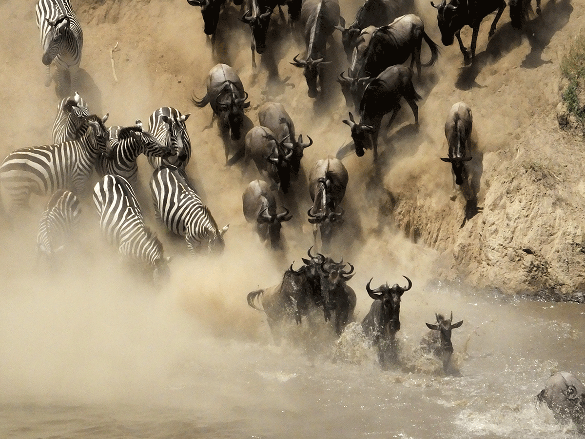 Annual Wildebeest  Migration Safaris